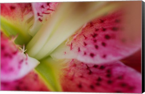 Framed Stargazer Lily 3 Print