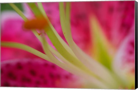 Framed Stargazer Lily 4 Print