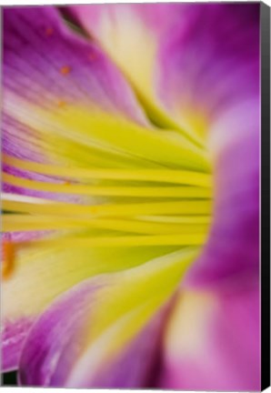 Framed Pink Daylily 1 Print