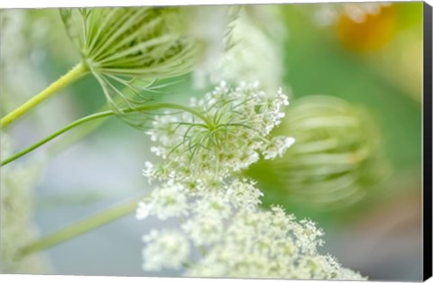 Framed Queen Anne&#39;s Lace Flower 4 Print