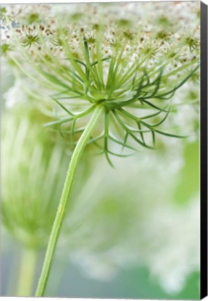 Framed Queen Anne&#39;s Lace Flower 7 Print