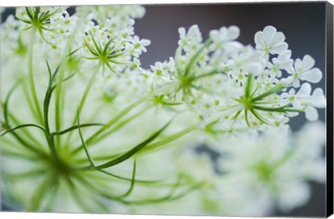 Framed Queen Anne&#39;s Lace Flower 2 Print