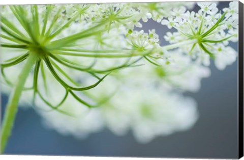 Framed Queen Anne&#39;s Lace Flower 3 Print