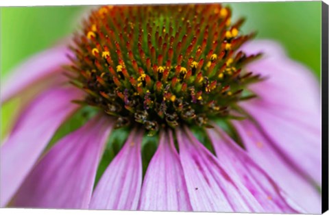 Framed Pink Coneflower Print