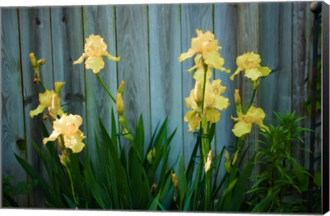 Framed Yellow Bearded Iris And Rustic Wood Fence Print