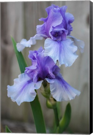 Framed Lavender Iris 2 Print