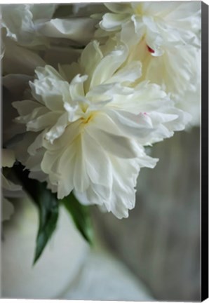 Framed White Peonies In Cream Pitcher 1 Print