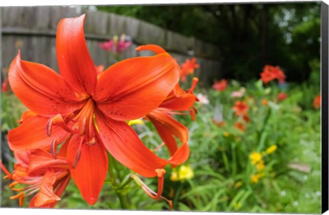 Framed Orange Tiger Lily Print