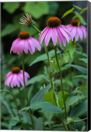 Framed Purple Coneflowers 1 Print