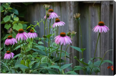 Framed Purple Coneflowers 2 Print