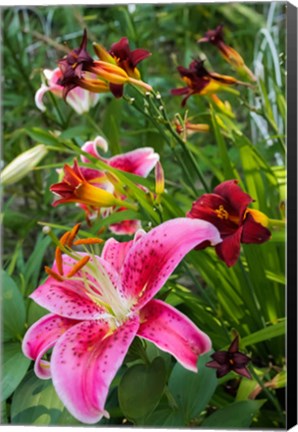 Framed Magenta Stargazer Lily 1 Print