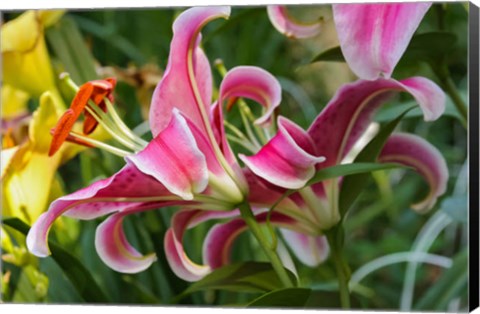 Framed Magenta Stargazer Lily 2 Print