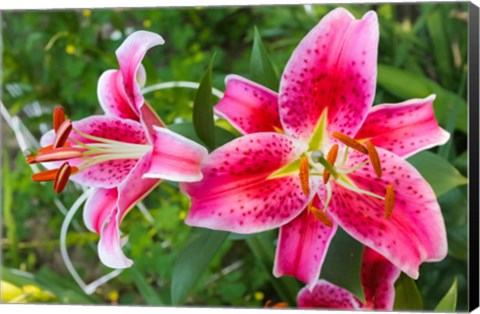 Framed Magenta Stargazer Lily Print