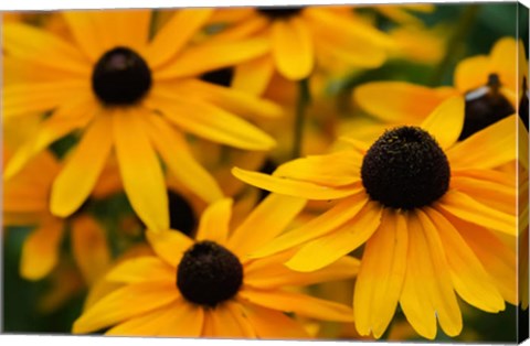 Framed Black-Eyed Susan Flowers 3 Print