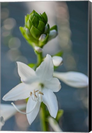 Framed Hosta Bloom Print