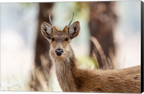 Framed India, Madhya Pradesh, Kanha National Park Headshot Of A Young Male Barasingha Print