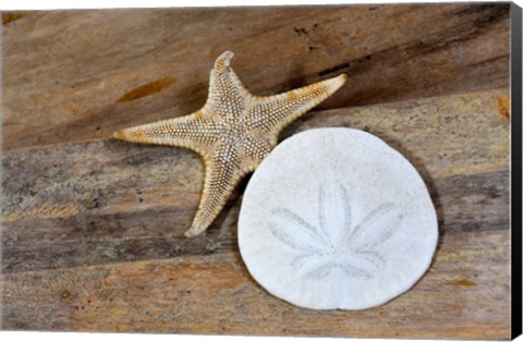 Framed Sand Dollar And Starfish Still-Life Print