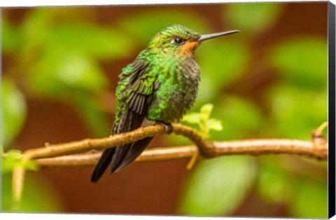 Framed Costa Rica, Monte Verde Cloud Forest Reserve, Female Purple-Throated Mountain Gem Close-Up Print