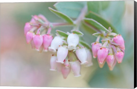 Framed Manzanita Flowers, Genus Arctostaphylos, Mount Diablo State Park Print