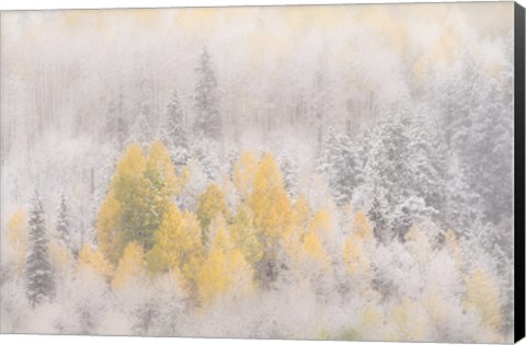 Framed Colorado, San Juan Mountains, Freshly Falling Snow On Aspen Forest Print