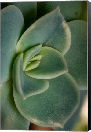 Framed Colorado, Fort Collins, Leatherpetal Succulent Close-Up Print