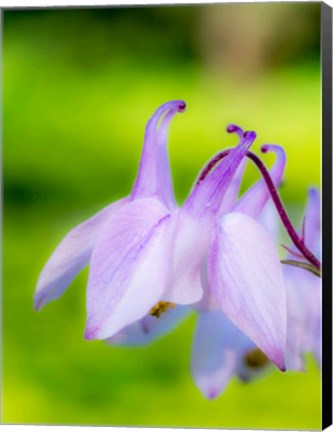 Framed Close-Up Of A Columbine Flower, &#39;Aquilegia&#39; Print