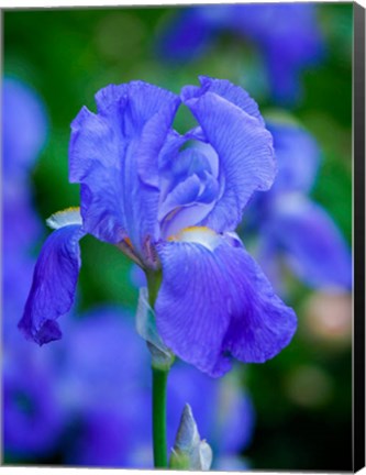 Framed Delaware, Close-Up Of A Blue Bearded Iris Print