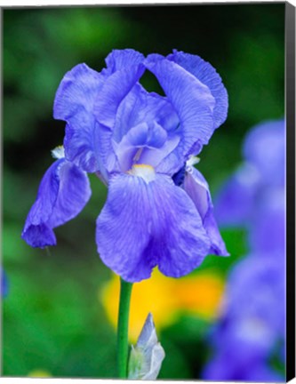 Framed Delaware, Close-Up Of A Blue Bearded Iris Print