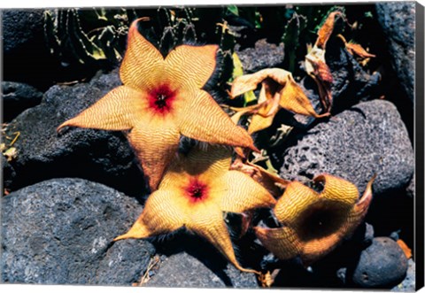 Framed Starfish Flowers, Hawaii Print