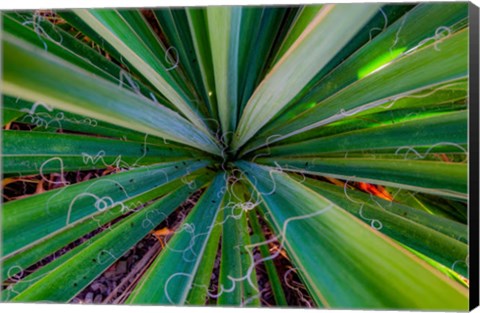 Framed Close-Up Of Yucca Plant Leaves Print