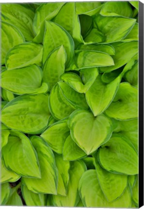 Framed Lime Green Hosta, Chanticleer Garden, Wayne, Pennsylvania Print