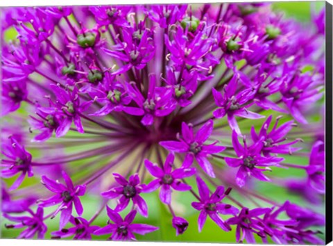 Framed Close-Up Of Flowering Bulbous Perennial Purple Allium Flowers Print