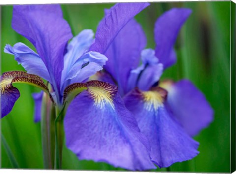 Framed Close-Up Of Purple Iris Flowers Blooming Outdoors Print