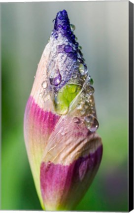 Framed Dewdrops On An Iris Bud Print