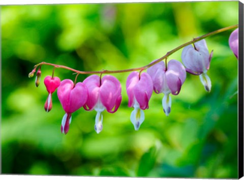 Framed Close-Up Of A Bleeding Heart Flower Print