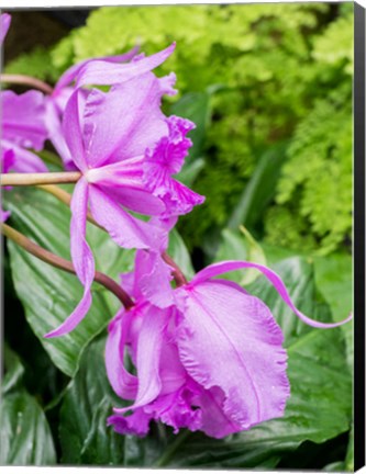 Framed Variety Of Pink Orchid Print