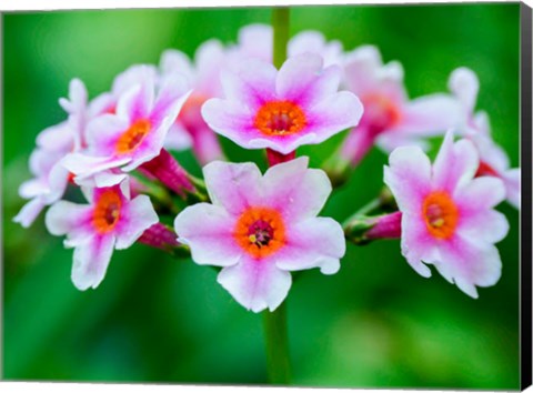 Framed Close-Up Of A Candelabra Primrose Print