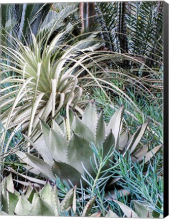 Framed Garden With An Assortment Of Bromeliad Plants And Textures Print