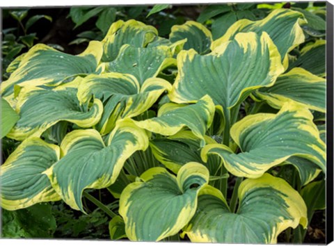 Framed Variegated Green And Yellow Hosta Print