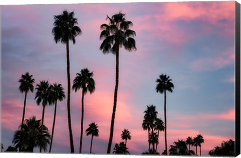 Framed Palm Sunset Print