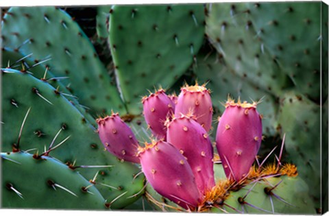 Framed Pink Cactus Print