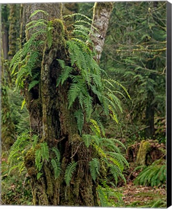 Framed Ferns - Key Peninsula Print