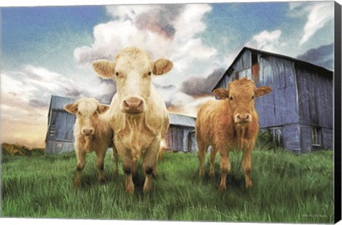 Framed Three Curious Calves Print