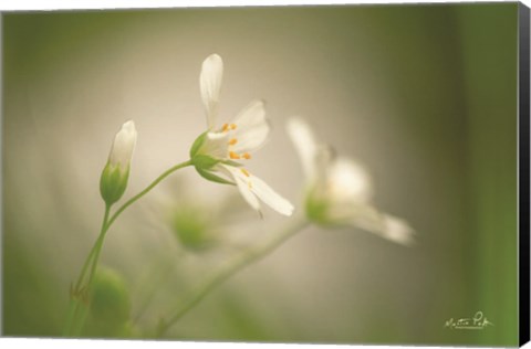 Framed Stellaria Print