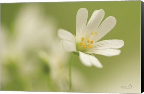 Framed Stellaria Holostea Print