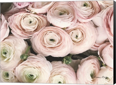 Framed Soft Pink Ranunculus Print