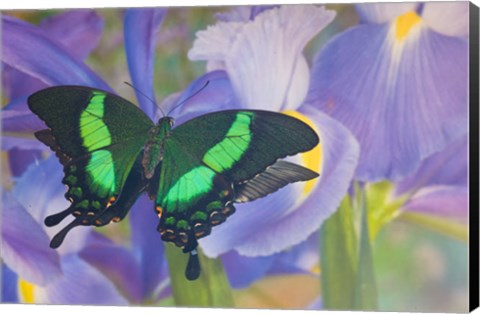 Framed Green Swallowtail Butterfly, Papilio Palinurus Daedalus, In Reflection With Dutch Iris Print