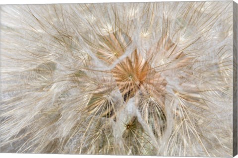 Framed Seedhead Of Yellow Salsify, Eastern Washington Print