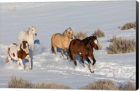 Framed Herd Of Horses Running In Snow Print