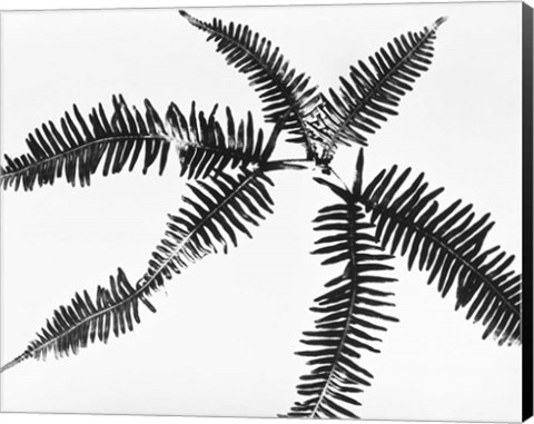 Framed Fern Leaves Print